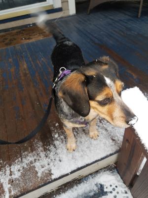 puppy dog nose covered in snow